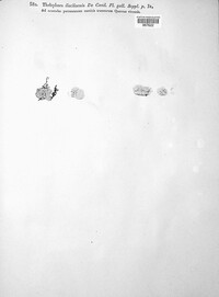 Aleurodiscus disciformis image